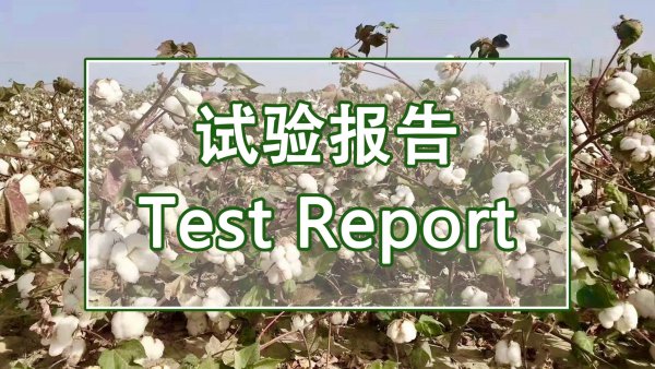 禾康土壤调理剂对滨海盐碱地的改良效果（山东东营 棉花）