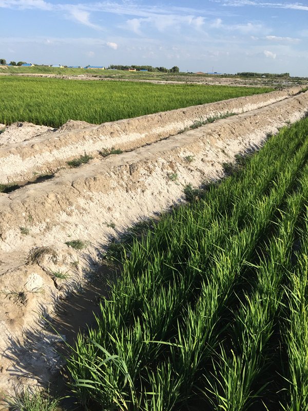 盐碱地改良为什么不再是天下难题？