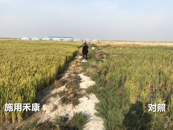 盐碱地改良莳植水稻需要注重哪些问题？