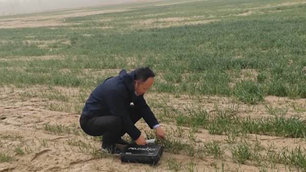 新疆和田县，小麦出苗欠好一部分缘故原由是土壤含盐高，另一部分缘故原由是土地不平整，一分地播种过深。