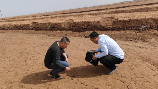 新疆阿拉尔市客户去年承包的荒地，接纳干播湿出用禾康土壤调理剂，可以一播全苗，后期再用禾康土壤调理剂处置惩罚僵苗以及避免雨后死苗，盐碱地第一年种棉花可以有不错的产量，阻止绝收，同时实现盐碱地的深度改良熟化。