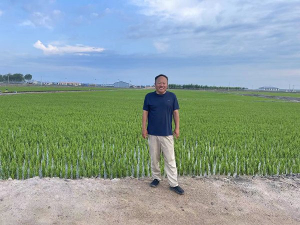 重度苏打盐碱地改良昔时莳植水稻