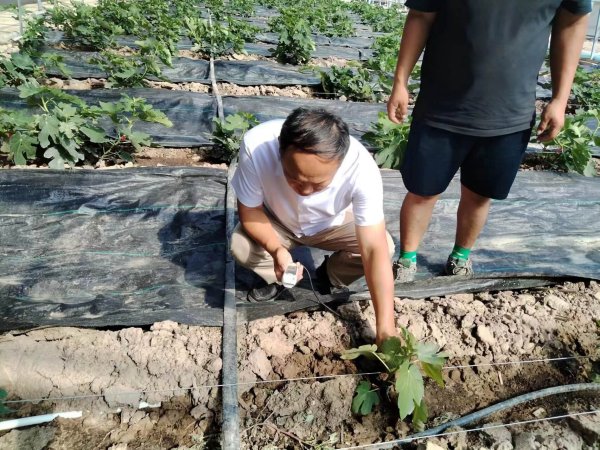 盐碱地改良解决无花果死苗问题